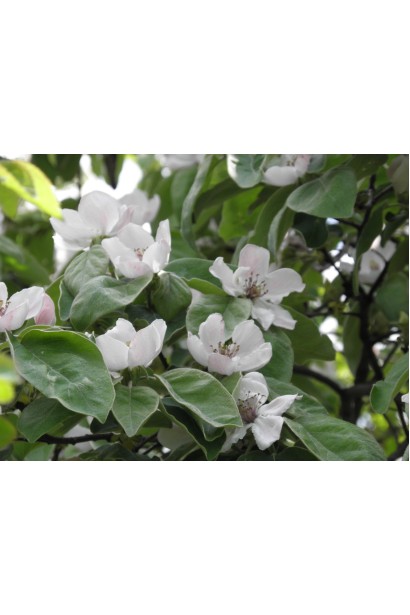 Цвітіння айви Мускатної — ніжно-рожеві квітки навесні